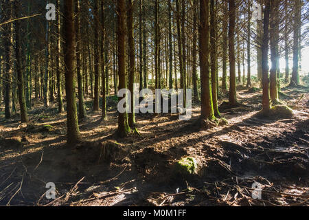 Une section de Bellever Forest vu dans la lumière de l'après-midi chaud. L'aménagement durable des forêts a été planté en 1931 par la Commission forestière. Banque D'Images