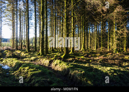 Une section de Bellever Forest vu dans la lumière de l'après-midi chaud. L'aménagement durable des forêts a été planté en 1931 par la Commission forestière. Banque D'Images