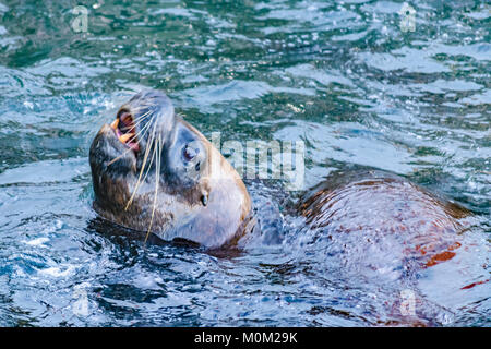 Loup de mer poussant sa tête pour l'alimentation sur le port de l'île de Chiloé, Chili Banque D'Images