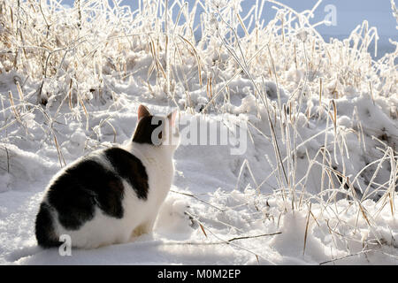 Chat assis dans la neige et à un paysage hivernal sur beau jour froid. Banque D'Images