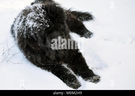 Vieux chien Terre-neuve appréciant la neige sur belle journée d'hiver. Banque D'Images