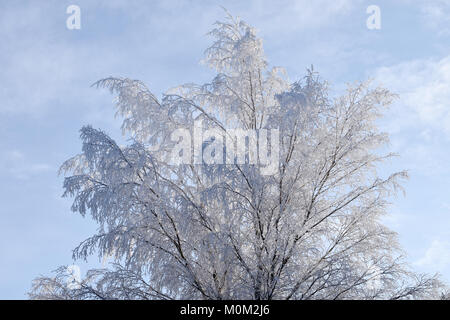 Arbre sur l'hiver. Beau couvert de neige des branches. Banque D'Images