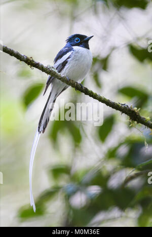 Madagascar-Paradise flycatcher - Terpsiphone mutata, Madagascar. Bel oiseau percheur à très longue queue longue, les buissons des forêts de Madagascar Banque D'Images