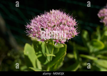 Sedum telephium Banque D'Images