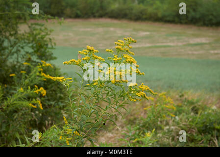 Solidago gigantea Banque D'Images