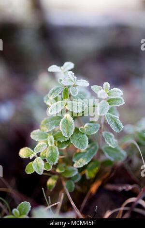 Frosty brindilles d'airelles Banque D'Images