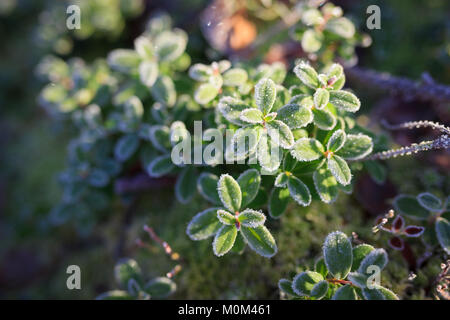 Frosty brindilles d'airelles Banque D'Images