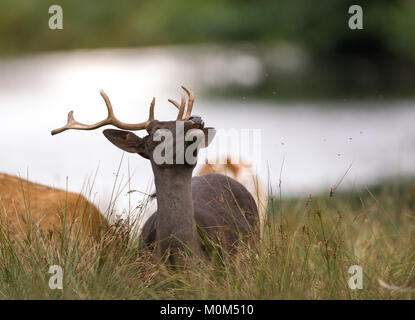 Gros plan détaillé de cerf britannique brun foncé avec bois, allongé dans une herbe longue, tête regardant être dérangé par les mouches nuisibles. Banque D'Images