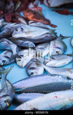 France,Bouches du Rhône,Cassis,le port de la ville, le quai des Baux de calage,vente de poissons frais, le maquereau (Scomber scombrus) et de dorade (Sparus aurata) Banque D'Images