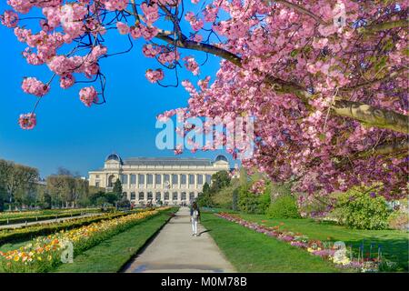 France,Paris,les plantes des jardins avec un cerisier du Japon (Prunus serrulata) dans la fleur et la Grande Galerie de l'évolution du Musée d'Histoire Naturelle Banque D'Images