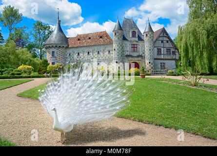 France,Calvados,le château de Saint Germain de Livet et d'un paon blanc Banque D'Images