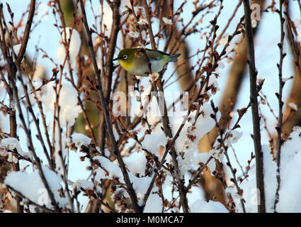 Tokyo, Japon. 23 Jan, 2018. Un petit oiseau se trouve sur une branche couverte de neige d'un abricotier japonais dans un parc à Tokyo le mardi, Janvier 23, 2018. Couverture de neige couverts zone métropolitaine de Tokyo et au Japon, l'agence météorologique a émis un avertissement de neige lourde. Credit : Yoshio Tsunoda/AFLO/Alamy Live News Banque D'Images