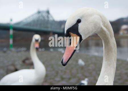 Dresde, Allemagne. 23 Jan, 2018. Deux cygnes se tenir sur le pont 'Blaues Wunder" (lit. miracle bleu) à l'Elbe à Dresde, en Allemagne, banques, 23 janvier 2018. Credit : Sebastian Kahnert/dpa-Zentralbild/dpa/Alamy Live News Banque D'Images