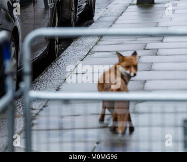 Londres, Royaume-Uni. 23 janvier, 2018. Fox à Downing Street Crédit : Ian Davidson/Alamy Live News Banque D'Images