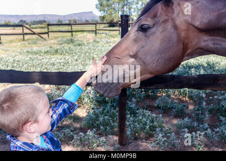 Jeune garçon brun caressant de cheval Tête close up dans les enclos de ferme Banque D'Images