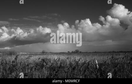 Paysages d'hiver autour d'Stodmarsh, Kent, Angleterre, Grande-Bretagne Banque D'Images