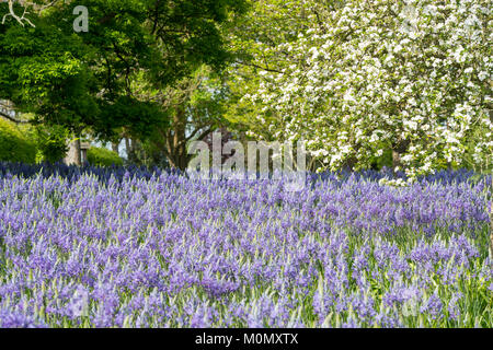 Le beau printemps bleu-azur Camassia leichtlinii fleurs (Caerulea Groupe) Banque D'Images