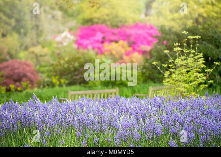 Le beau printemps bleu-azur Camassia leichtlinii fleurs (Caerulea Groupe) Banque D'Images