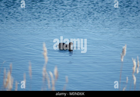 Foulques sur un lac Banque D'Images