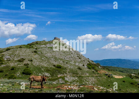 Asino, Amiatino Amiatino âne brouter sur le Mont Labbro Equus africanus asinus Banque D'Images