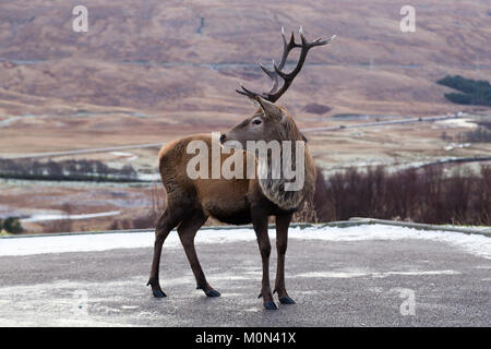 Stag debout au parking à Loch Tulla Viewpoint Banque D'Images