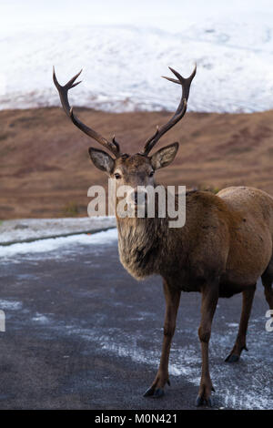 Stag debout au parking à Loch Tulla Viewpoint Banque D'Images