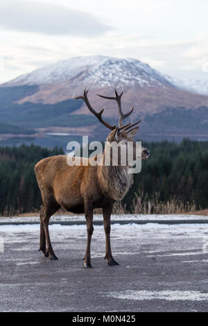 Stag debout au parking à Loch Tulla Viewpoint Banque D'Images