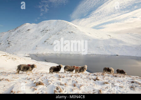 À l'échelle Grisedale Tarn à Fairfield dans le Lake District, UK avec moutons Herdwick au premier plan. Banque D'Images