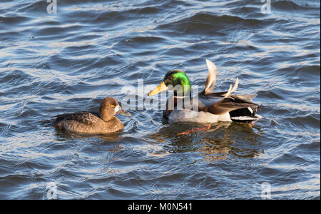 La femelle Fuligule milouinan (Aythya marila) et mallard drake Banque D'Images