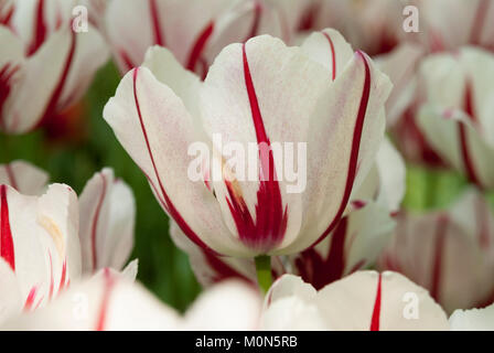 Tulipa 'Ice Follies' - Tulpe Banque D'Images