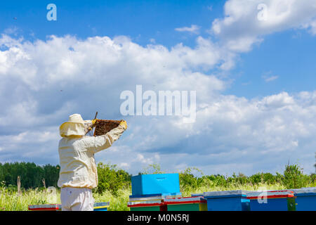 L'apiculteur est holding up châssis en bois avec des abeilles pour contrôler la situation dans la colonie d'abeilles. Banque D'Images