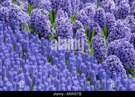 Hyazinthen - Muscari Banque D'Images