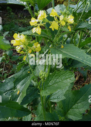 Charlock, Sinapis arvensis, les plantes en fleurs au début de l'hiver, novembre, Berkshire Banque D'Images