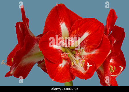 Fleurs rouge et blanc de grande ampoule de l'AMARYLLIS Hippeastrum rayures exotiques, à Noël Banque D'Images