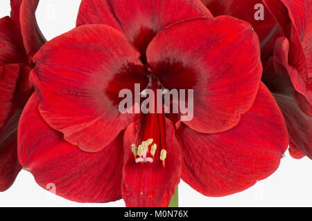 De grandes fleurs rouge-foncé de l'ampoule, AMARYLLIS Hippeastrum spp, à Noël Banque D'Images