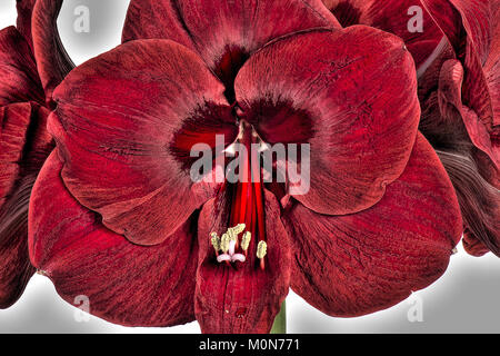 De grandes fleurs rouge-foncé de l'ampoule, AMARYLLIS Hippeastrum spp, à Noël Banque D'Images