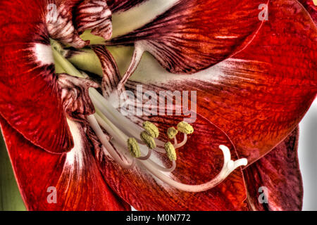 Fleurs rouge et blanc de grande ampoule de l'AMARYLLIS Hippeastrum rayures exotiques, à Noël Banque D'Images