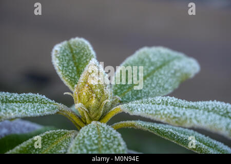 Cristaux de givre au début de l'heure d'hiver matin croissant sur un rhododendron plante. Banque D'Images