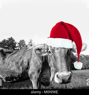 Red Christmas hat sur une vache noir et blanc, carte de vœux de noël fun Banque D'Images