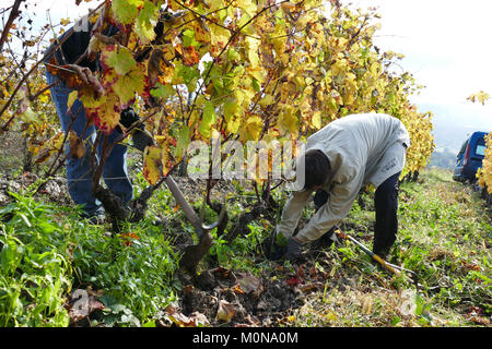 Saint-Pierre d'Albigny (Savoie, le centre est de la France) : la culture de la vigne, vigne nettoyés manuellement à la propriété domaine Saint-Germain' Banque D'Images