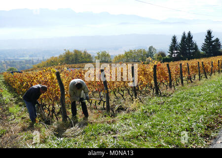 Saint-Pierre d'Albigny (Savoie, le centre est de la France) : la culture de la vigne, vigne nettoyés manuellement à la propriété domaine Saint-Germain' Banque D'Images