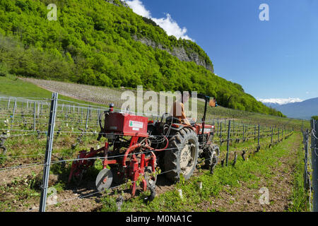 Saint-Pierre d'Albigny (Savoie, le centre est de la France) : pieds nettoyés manuellement à la propriété domaine Saint-Germain'. Encépagement sont nettoyés Banque D'Images