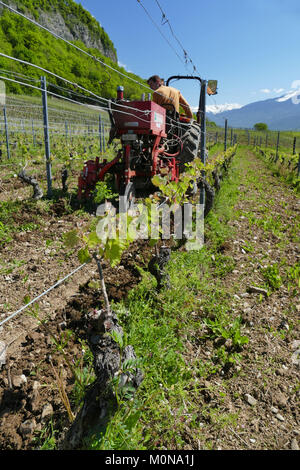 Saint-Pierre d'Albigny (Savoie, le centre est de la France) : pieds nettoyés manuellement à la propriété domaine Saint-Germain'. Encépagement sont nettoyés Banque D'Images