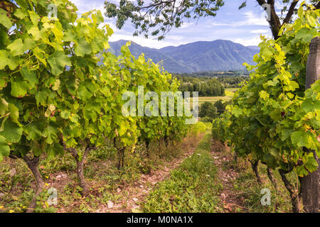 Saint-Pierre d'Albigny (Savoie, le centre est de la France) : la production de vin biodynamique, encépagement du cépage Mondeuse, property Banque D'Images