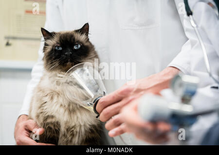 Contrôle vétérinaire pour chat de symptômes de maladie dans une clinique vétérinaire Banque D'Images