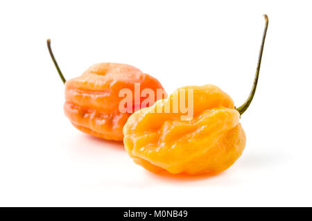 Puzzle gastronomique Fatalii pepper on a white background Banque D'Images