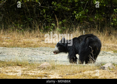 Ours - Melursus ursinus, le Parc National de Wilpattu, Sri Lanka. Asian safari. Banque D'Images