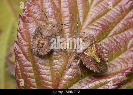 Nymphe Shieldbug velu (à gauche) et des adultes (à droite) (Dolycoris baccarum) reposant sur une feuille de mûrier. Tipperary, Irlande. Banque D'Images