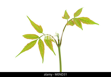 Jeune plant isolé sur fond blanc Banque D'Images