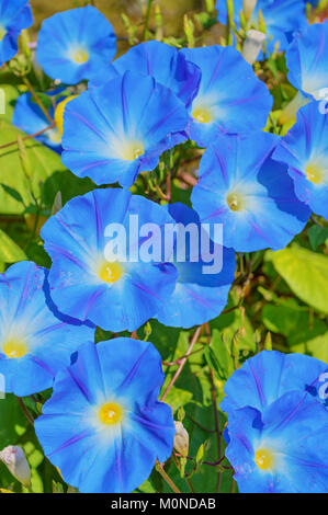 L'ipomoea bleu céleste (morning glory) fleurs Banque D'Images